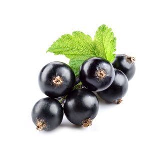 Black Currant Extract 