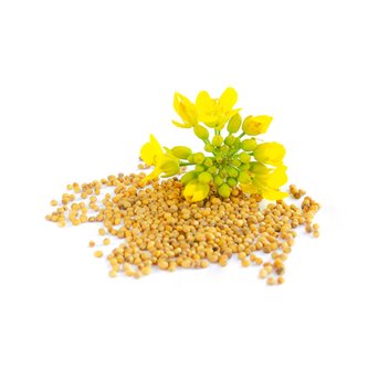 Mustard Seed Extract