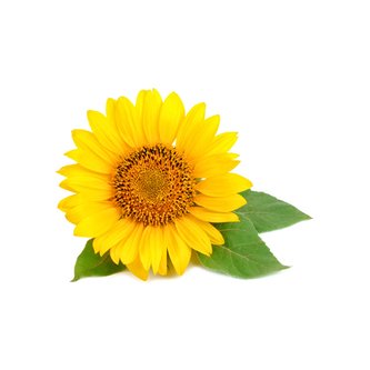 Sonnenblumen Extrakt