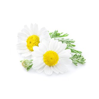 Camomile Extract